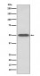 RAGE Antibody